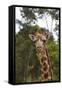 African Giraffes 028-Bob Langrish-Framed Stretched Canvas