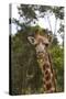 African Giraffes 028-Bob Langrish-Stretched Canvas