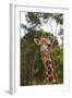 African Giraffes 028-Bob Langrish-Framed Photographic Print