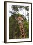 African Giraffes 028-Bob Langrish-Framed Photographic Print