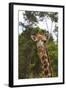 African Giraffes 028-Bob Langrish-Framed Photographic Print
