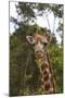 African Giraffes 028-Bob Langrish-Mounted Photographic Print