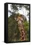 African Giraffes 028-Bob Langrish-Framed Stretched Canvas