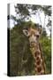 African Giraffes 028-Bob Langrish-Stretched Canvas