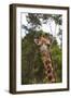 African Giraffes 028-Bob Langrish-Framed Photographic Print