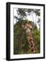 African Giraffes 028-Bob Langrish-Framed Photographic Print