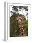 African Giraffes 028-Bob Langrish-Framed Photographic Print