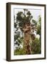 African Giraffes 033-Bob Langrish-Framed Photographic Print