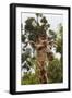 African Giraffes 033-Bob Langrish-Framed Photographic Print