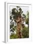 African Giraffes 033-Bob Langrish-Framed Photographic Print