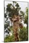 African Giraffes 033-Bob Langrish-Mounted Photographic Print