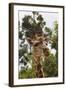 African Giraffes 033-Bob Langrish-Framed Photographic Print