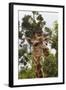 African Giraffes 033-Bob Langrish-Framed Photographic Print