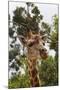 African Giraffes 033-Bob Langrish-Mounted Photographic Print