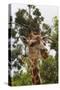 African Giraffes 033-Bob Langrish-Stretched Canvas