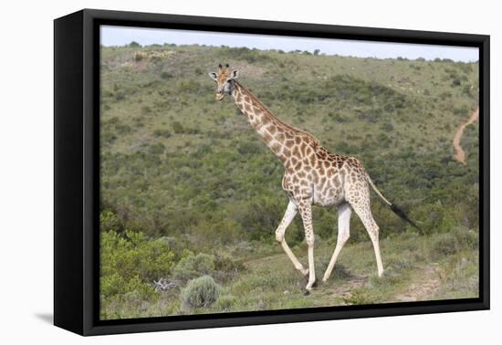 African Giraffes 063-Bob Langrish-Framed Stretched Canvas