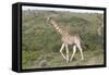 African Giraffes 063-Bob Langrish-Framed Stretched Canvas
