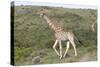 African Giraffes 063-Bob Langrish-Stretched Canvas