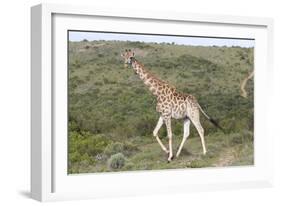 African Giraffes 063-Bob Langrish-Framed Photographic Print