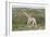 African Giraffes 063-Bob Langrish-Framed Photographic Print