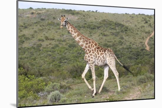 African Giraffes 063-Bob Langrish-Mounted Photographic Print