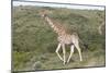African Giraffes 063-Bob Langrish-Mounted Photographic Print
