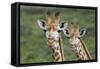 African Giraffes 074-Bob Langrish-Framed Stretched Canvas
