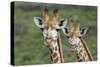 African Giraffes 074-Bob Langrish-Stretched Canvas