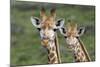African Giraffes 074-Bob Langrish-Mounted Photographic Print