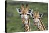African Giraffes 074-Bob Langrish-Stretched Canvas