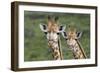 African Giraffes 074-Bob Langrish-Framed Photographic Print