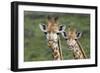 African Giraffes 074-Bob Langrish-Framed Photographic Print