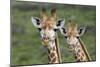 African Giraffes 074-Bob Langrish-Mounted Photographic Print