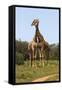 African Giraffes 089-Bob Langrish-Framed Stretched Canvas