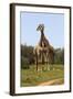 African Giraffes 089-Bob Langrish-Framed Photographic Print