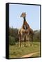 African Giraffes 089-Bob Langrish-Framed Stretched Canvas