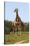 African Giraffes 089-Bob Langrish-Stretched Canvas