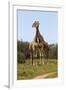 African Giraffes 089-Bob Langrish-Framed Photographic Print