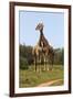 African Giraffes 089-Bob Langrish-Framed Photographic Print