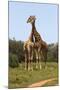 African Giraffes 089-Bob Langrish-Mounted Photographic Print