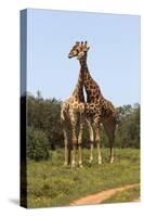 African Giraffes 089-Bob Langrish-Stretched Canvas
