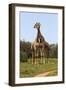 African Giraffes 089-Bob Langrish-Framed Photographic Print