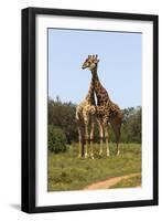 African Giraffes 089-Bob Langrish-Framed Photographic Print