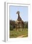 African Giraffes 089-Bob Langrish-Framed Photographic Print