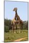 African Giraffes 089-Bob Langrish-Mounted Photographic Print