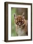 African golden cat (Profelis aurata) female,  captive, occurs in West and central Africa-Terry Whittaker-Framed Photographic Print