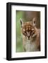 African golden cat (Profelis aurata) female,  captive, occurs in West and central Africa-Terry Whittaker-Framed Photographic Print