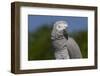 African Gray Parrot (Psittacus Erithacus)-Lynn M^ Stone-Framed Photographic Print