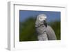 African Gray Parrot (Psittacus Erithacus)-Lynn M^ Stone-Framed Photographic Print