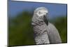 African Gray Parrot (Psittacus Erithacus)-Lynn M^ Stone-Mounted Photographic Print